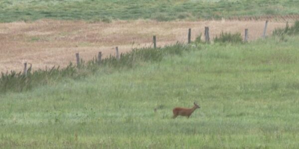 Reh auf Wiese im Morgengrauen - Gutscheine Jäger werden AJN 