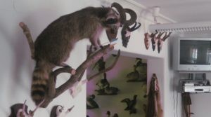 Präparate in den Unterrichtsräumen der Jagdschule AJN: Waschbär und viele andere Präparate