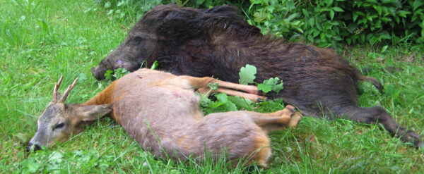 Jagdschule AJN: erfolgreiche Jagd,
Wildschwein und Rehbock erlegt bei der Jagd im Lehrrevier der Jagdschule AJN